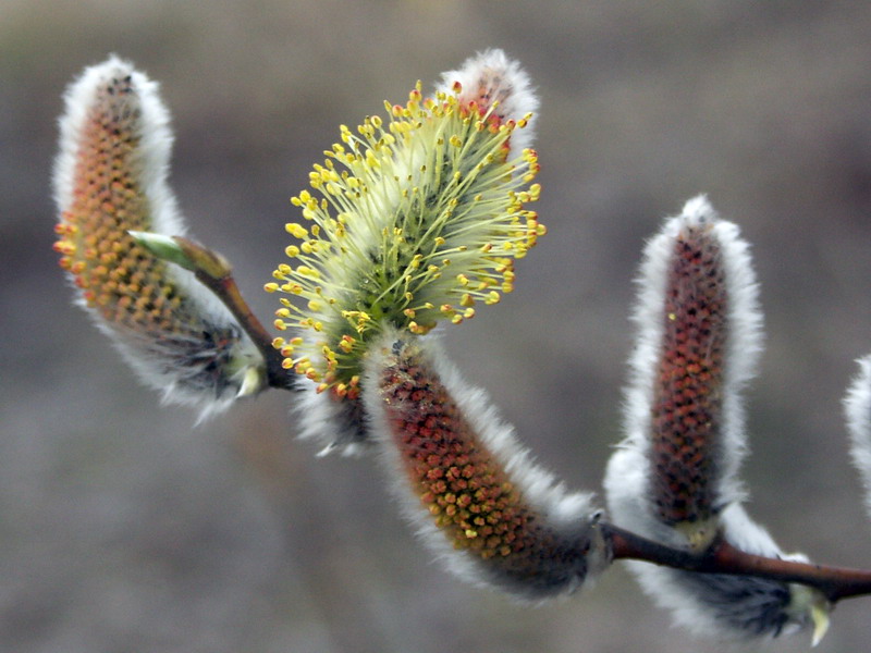Image of Salix cinerea specimen.