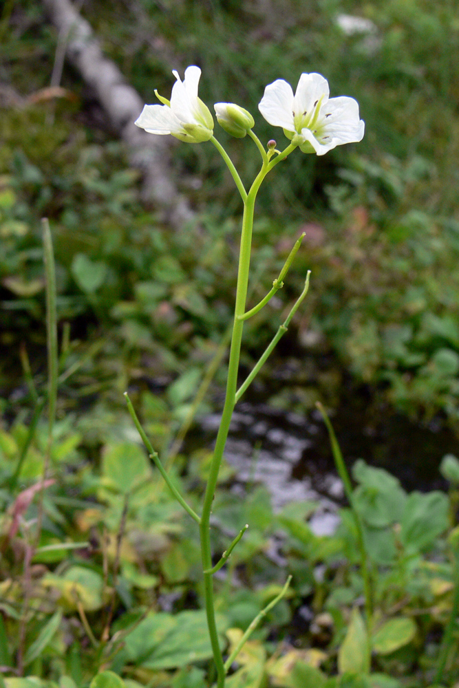 Изображение особи Cardamine amara.