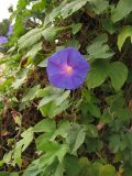Ipomoea indica