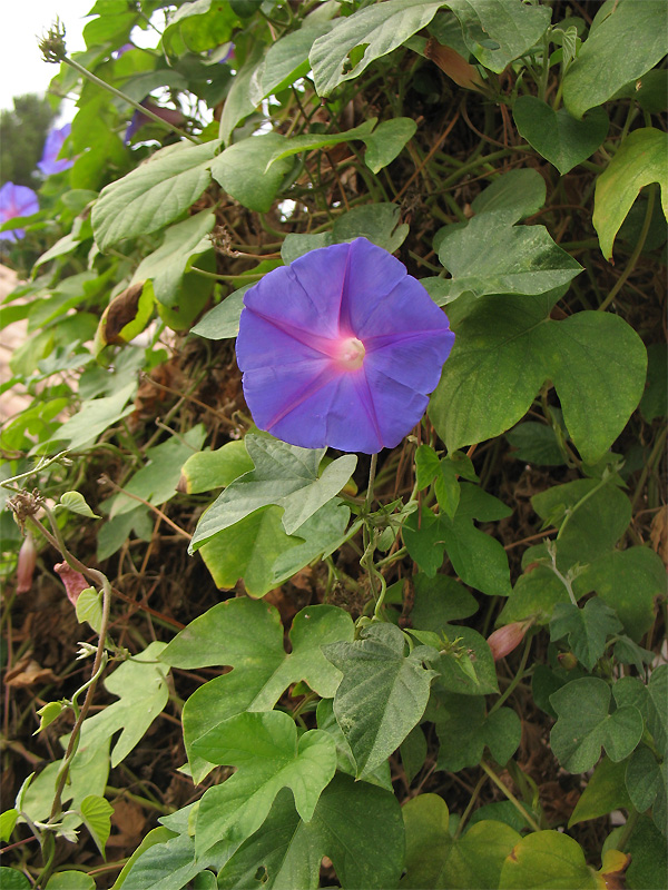 Изображение особи Ipomoea indica.