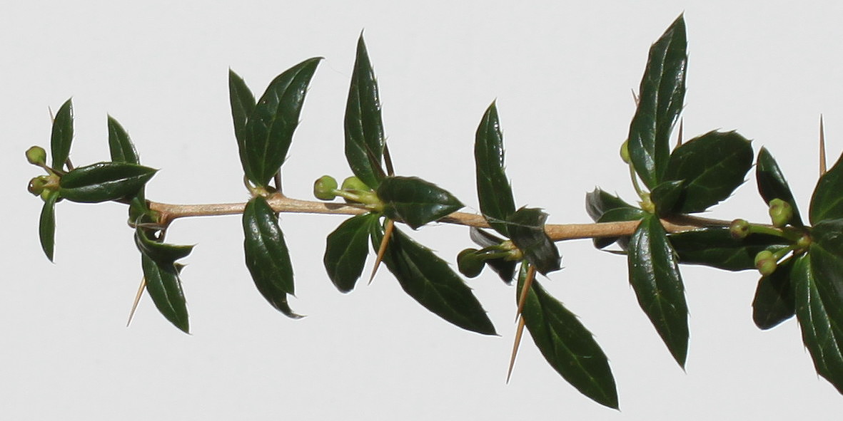 Изображение особи Berberis verruculosa.