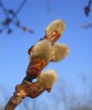 Populus tremula