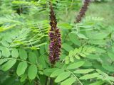 Amorpha fruticosa