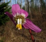 Erythronium sajanense