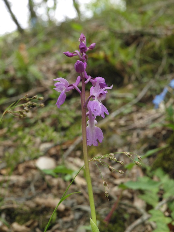 Изображение особи Orchis mascula.