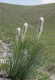 Asphodeline taurica