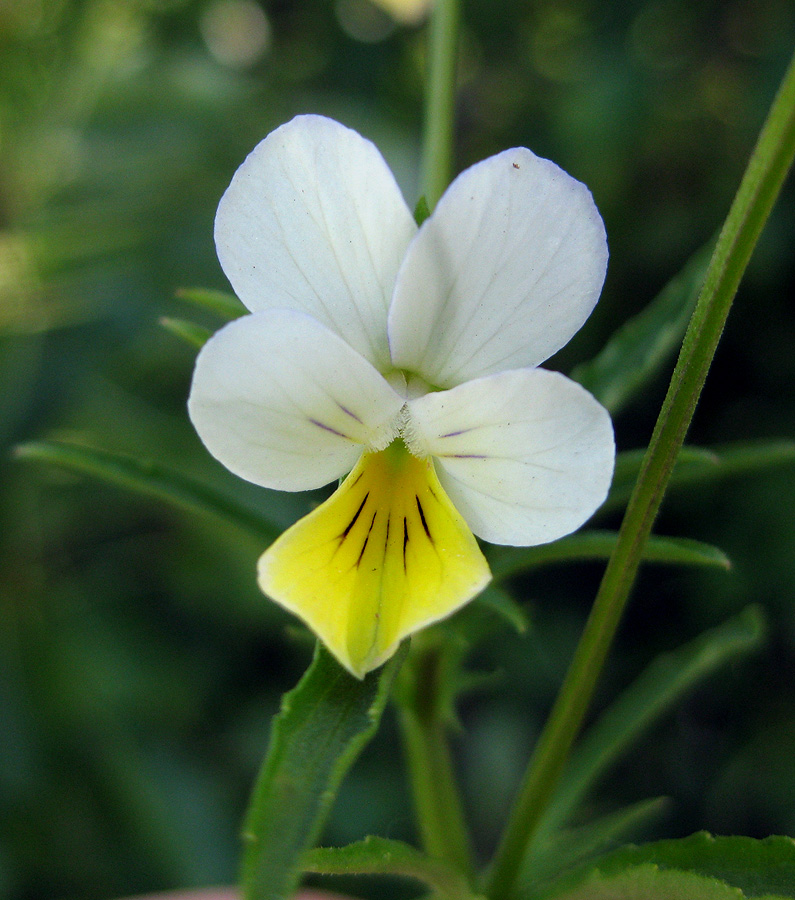 Изображение особи Viola tricolor.