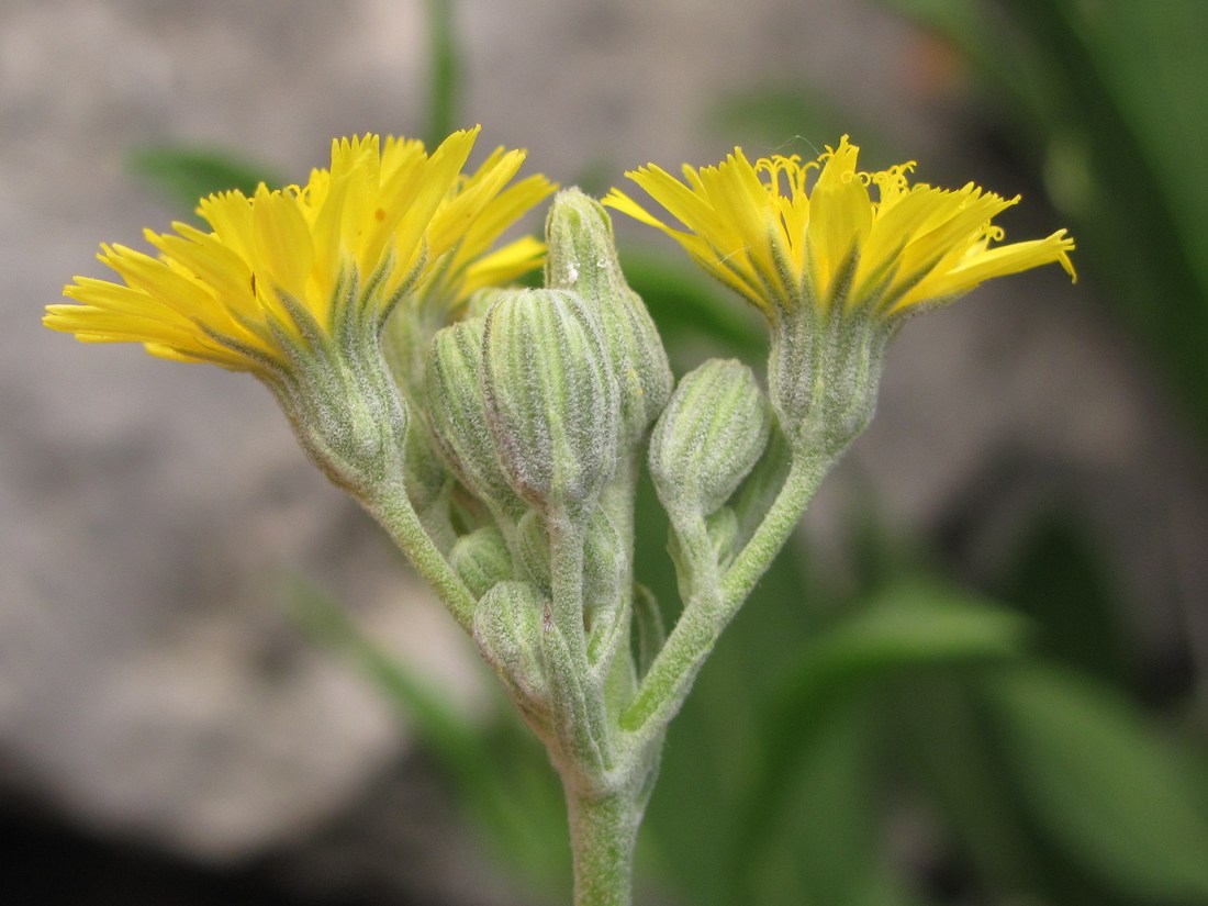 Изображение особи Pilosella echioides.