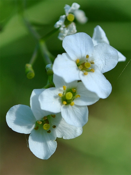 Image of Crambe cordifolia specimen.