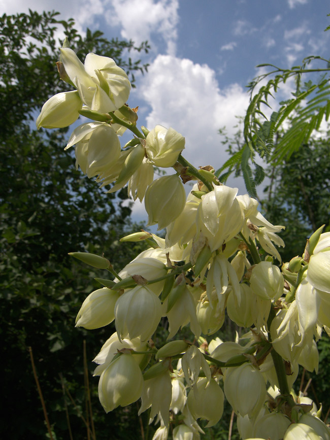 Изображение особи Yucca filamentosa.