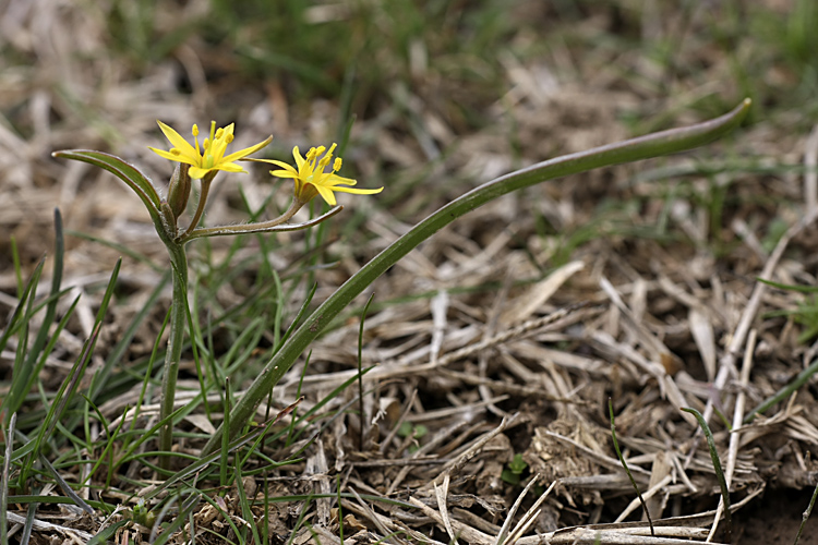 Image of genus Gagea specimen.