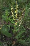 Verbascum marschallianum. Цветущее растение. Курская обл., Поныровский р-н, с. Брусовое. 13 июня 2007 г.