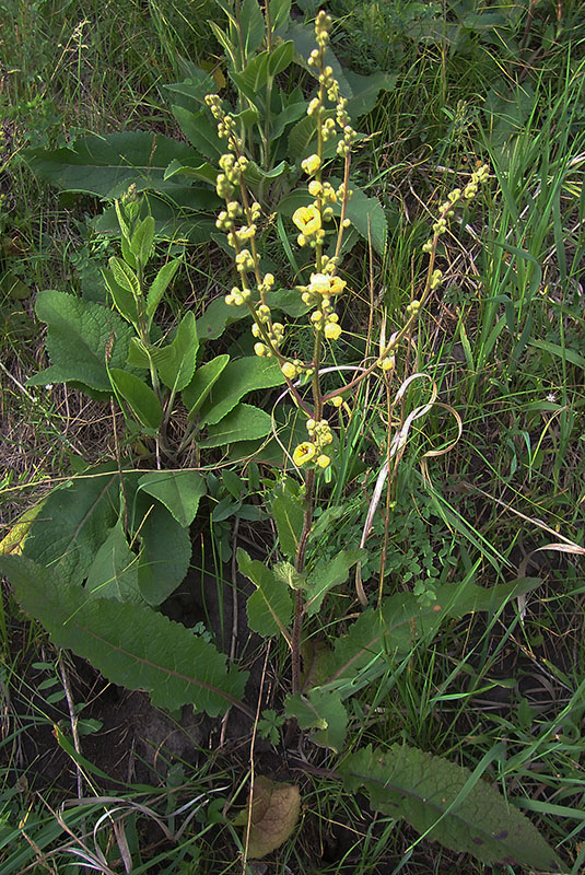 Изображение особи Verbascum marschallianum.