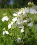 Filipendula vulgaris