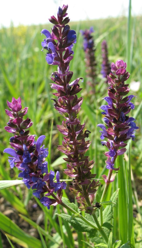 Изображение особи Salvia nemorosa.