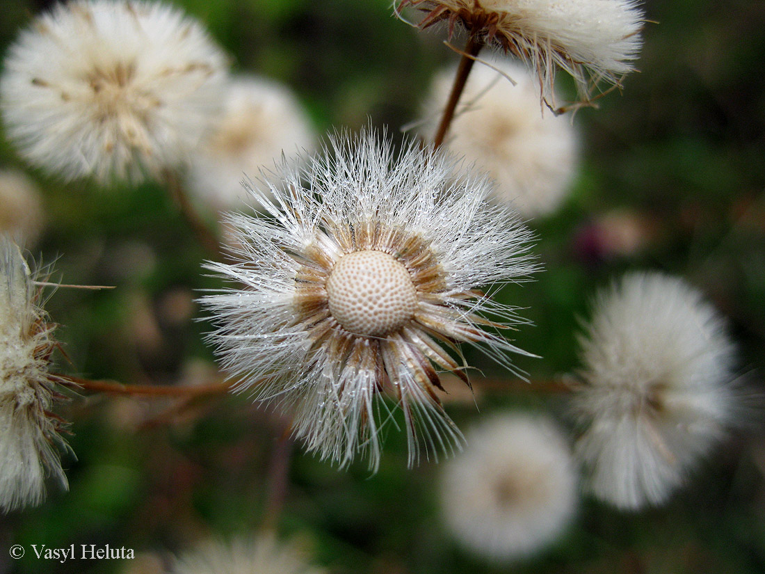 Image of Erigeron acris specimen.