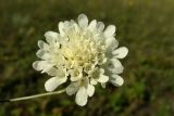 Scabiosa ochroleuca