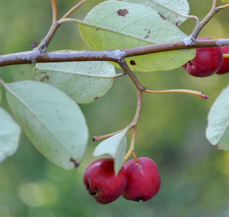 Image of Cotoneaster meyeri specimen.