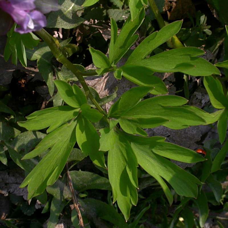Image of Corydalis cava specimen.