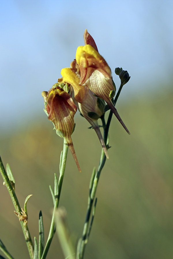 Изображение особи Linaria popovii.