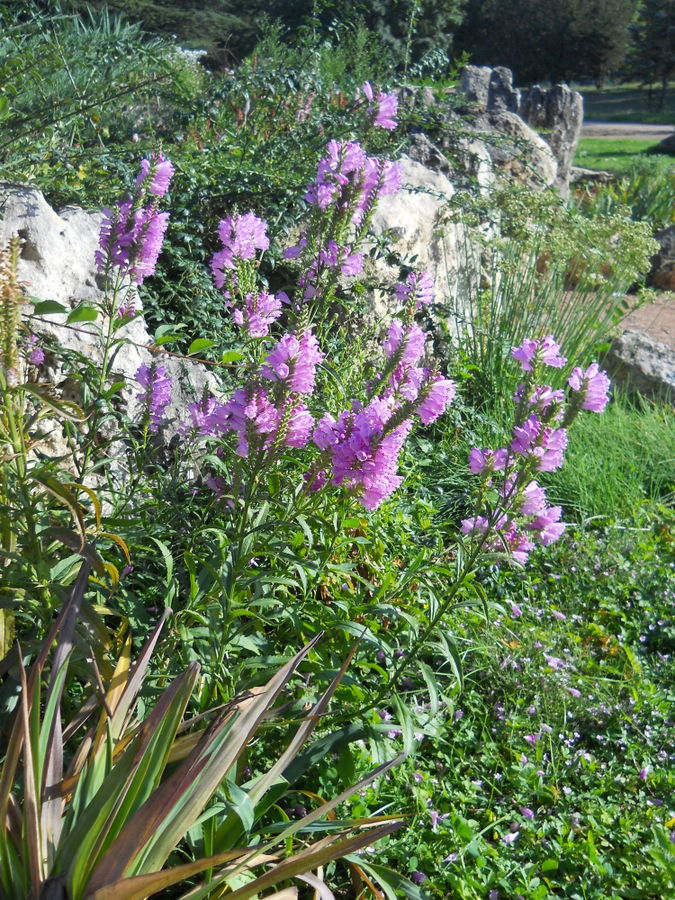 Image of Physostegia virginiana specimen.