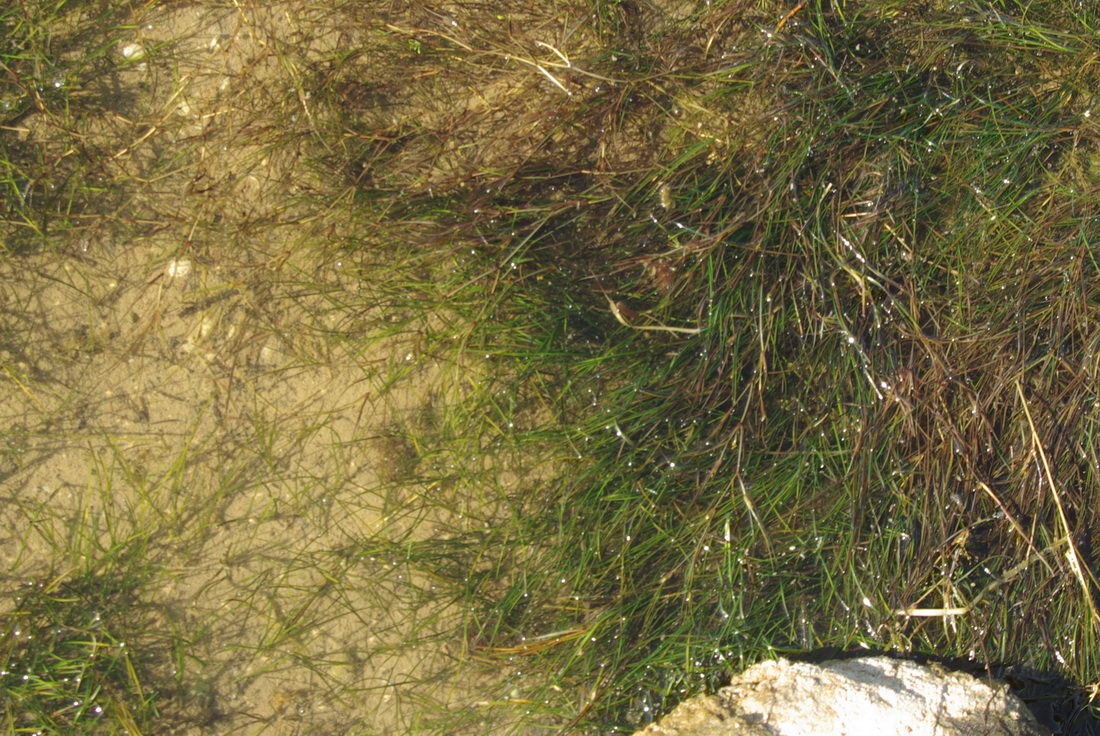 Image of Ruppia maritima specimen.