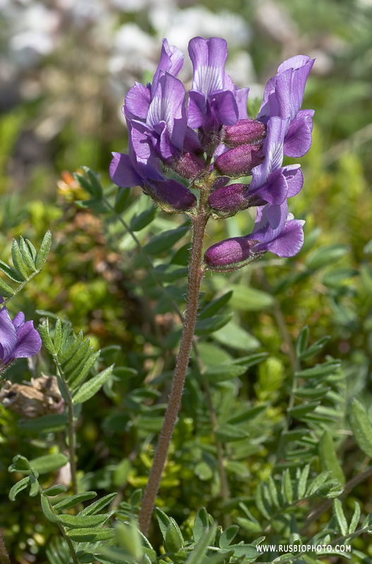 Изображение особи Oxytropis sordida.