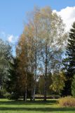 Betula pendula. Взрослые деревья с листвой в осенней окраске. Санкт-Петербург, г. Павловск, парк. 07.10.2012.