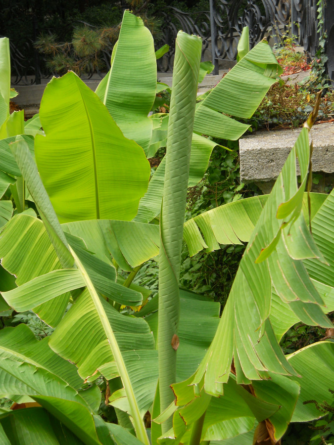 Image of Musa basjoo specimen.