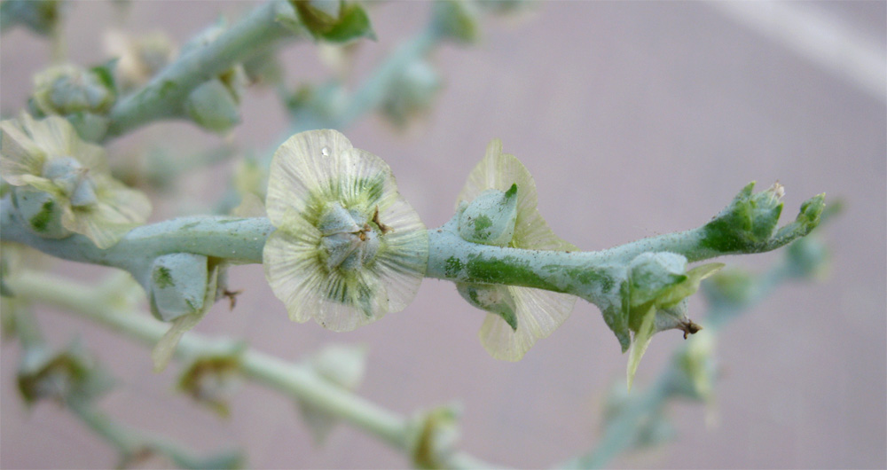 Изображение особи Halothamnus hierochunticus.