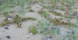 Carex macrocephala