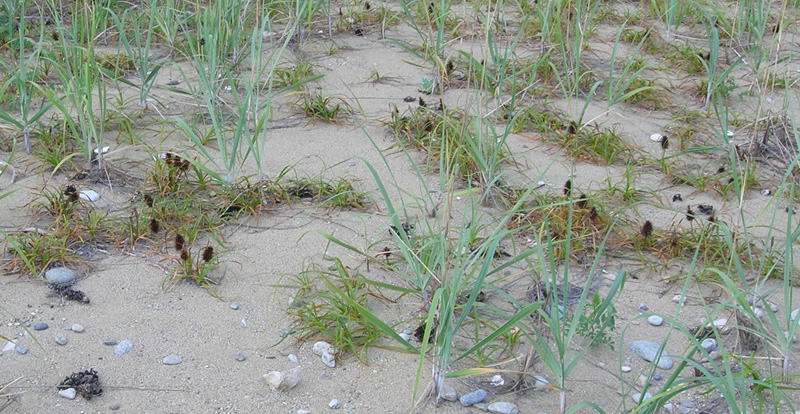 Image of Carex macrocephala specimen.