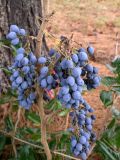 Mahonia aquifolium