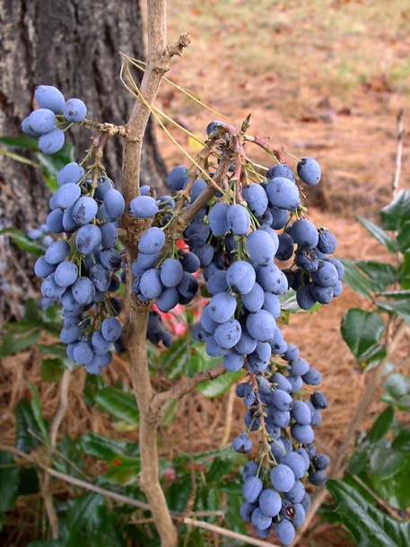 Image of Mahonia aquifolium specimen.