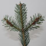 Abies nordmanniana. Веточка с покоящимися почками (видна обратная сторона хвоинок). Германия, г. Кемпен, \"Рождественая Ёлка\". 16.11.2012.