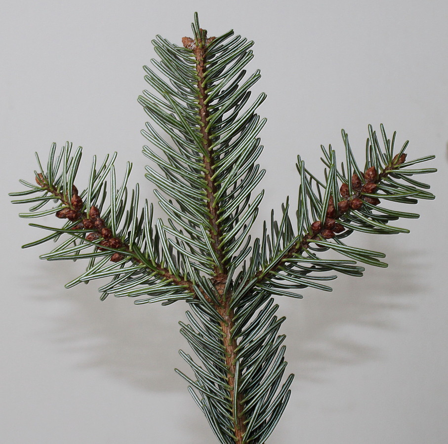 Image of Abies nordmanniana specimen.