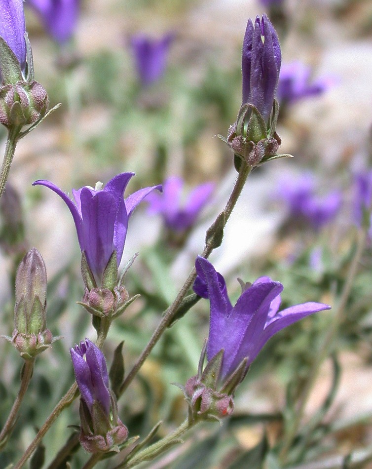 Изображение особи Campanula stricta.