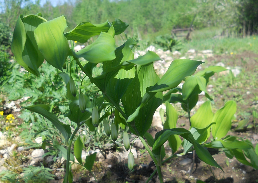 Изображение особи Polygonatum ovatum.