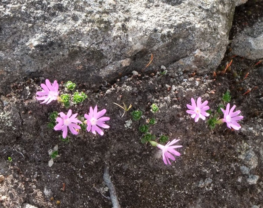 Image of Primula minima specimen.