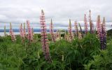 Lupinus × regalis