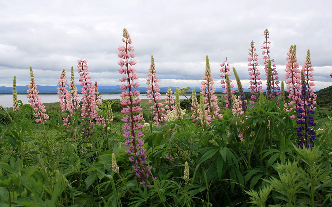 Изображение особи Lupinus &times; regalis.