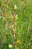 Chaenomeles japonica