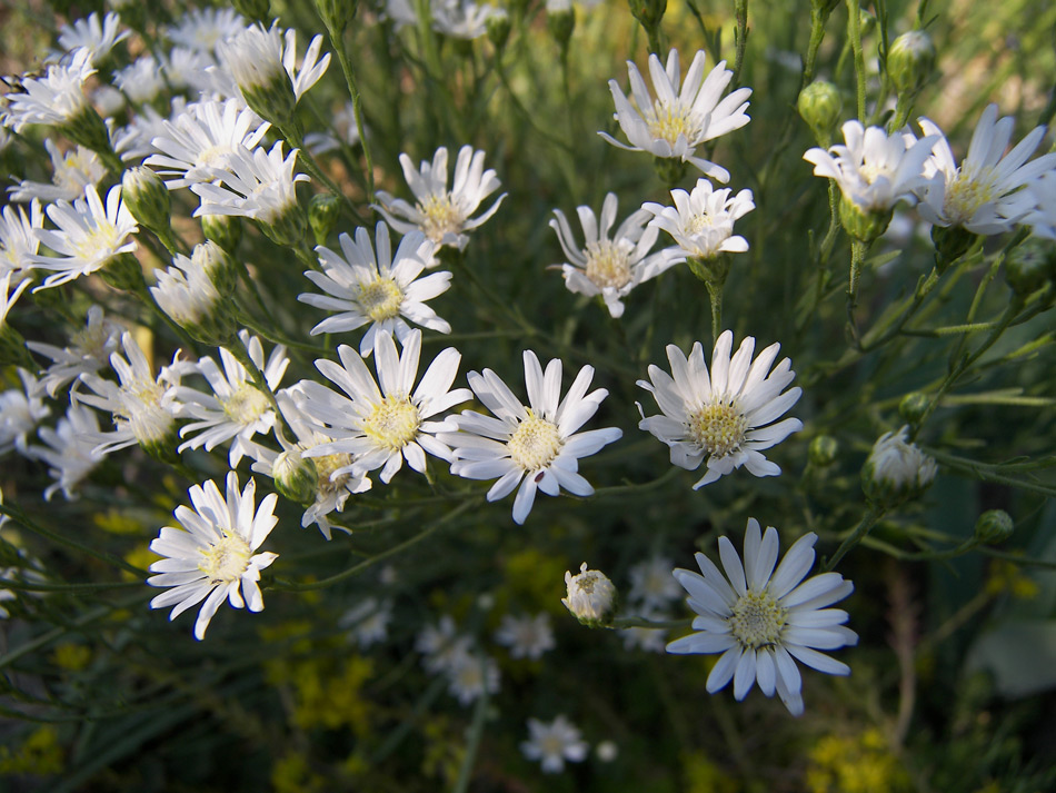 Image of Symphyotrichum falcatum specimen.