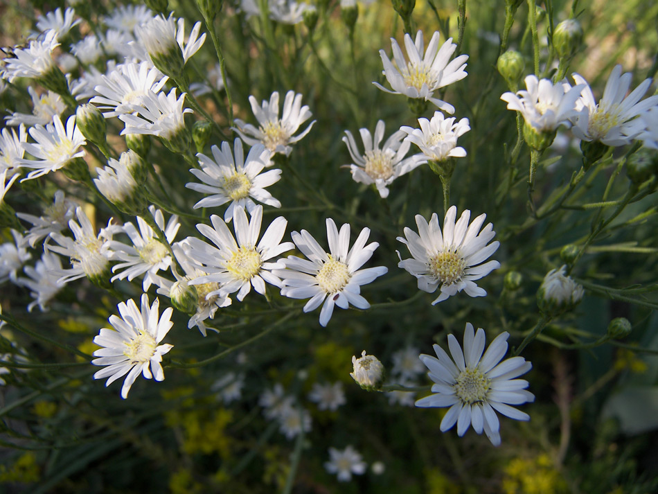 Изображение особи Symphyotrichum falcatum.