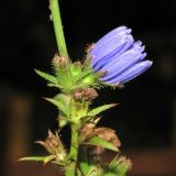 Cichorium intybus