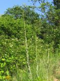 Isatis campestris