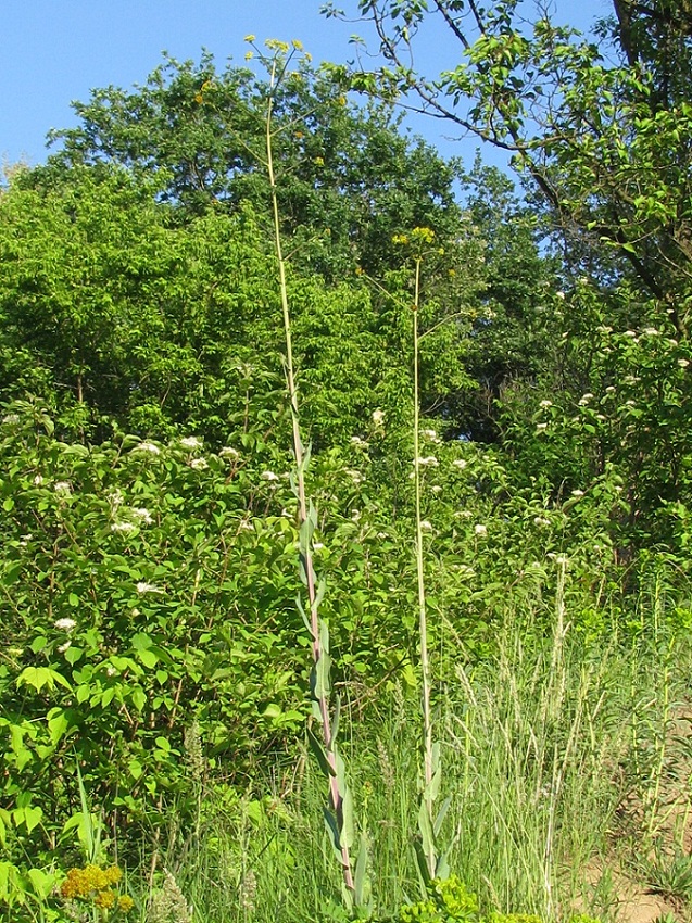 Изображение особи Isatis campestris.