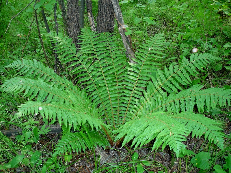 Изображение особи Dryopteris sichotensis.