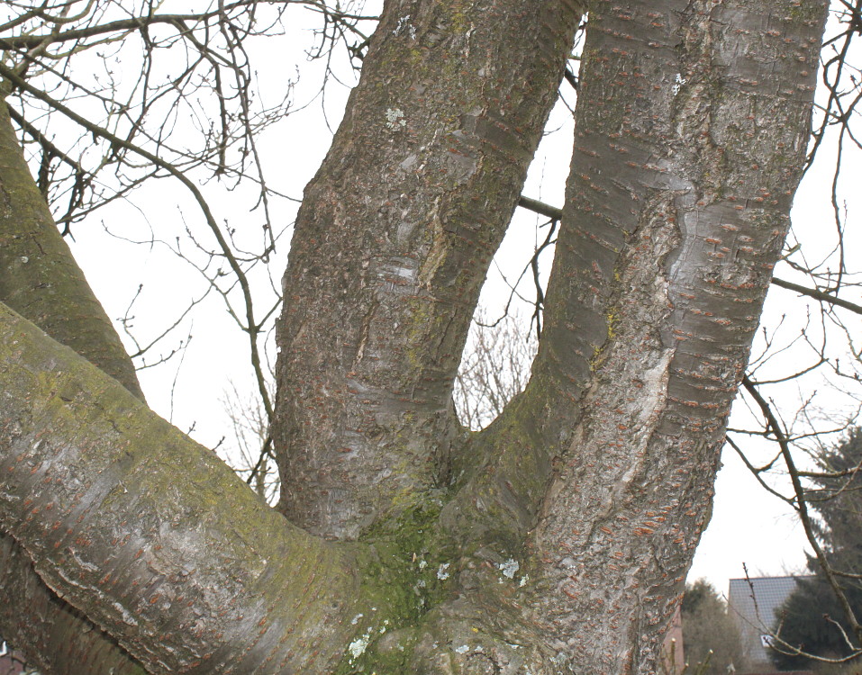 Image of Prunus serrulata specimen.