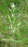 Bromus hordeaceus. Верхушка стебля с соцветием. Крым, Симферополь. 19 мая 2009 г.